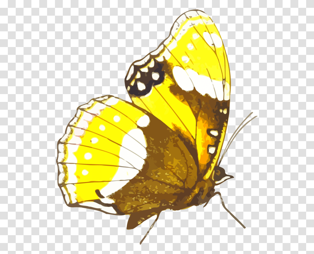 Butterfly, Insect, Invertebrate, Animal, Lamp Transparent Png