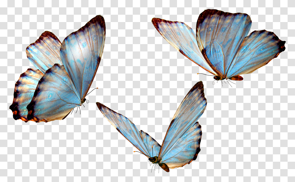 Butterfly, Insect, Invertebrate, Animal, Monarch Transparent Png