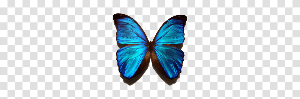 Butterfly, Insect, Invertebrate, Animal, Monarch Transparent Png