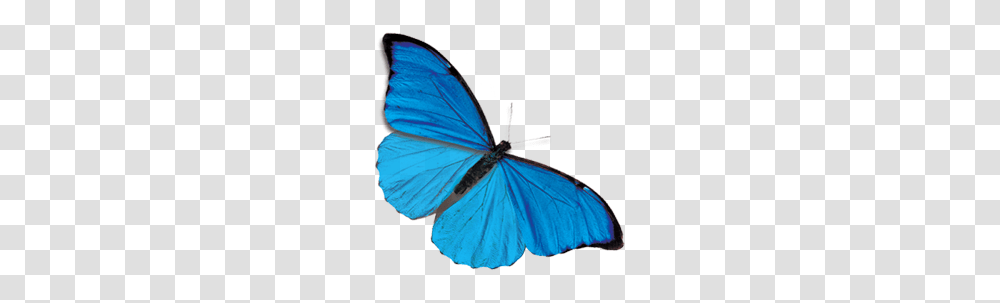 Butterfly, Insect, Invertebrate, Animal, Monarch Transparent Png