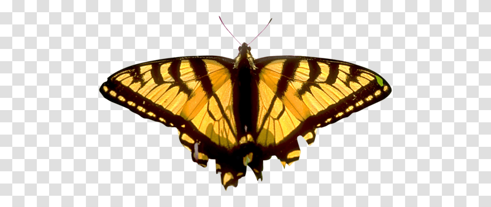 Butterfly, Insect, Invertebrate, Animal, Monarch Transparent Png