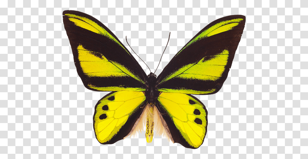 Butterfly, Insect, Invertebrate, Animal, Monarch Transparent Png