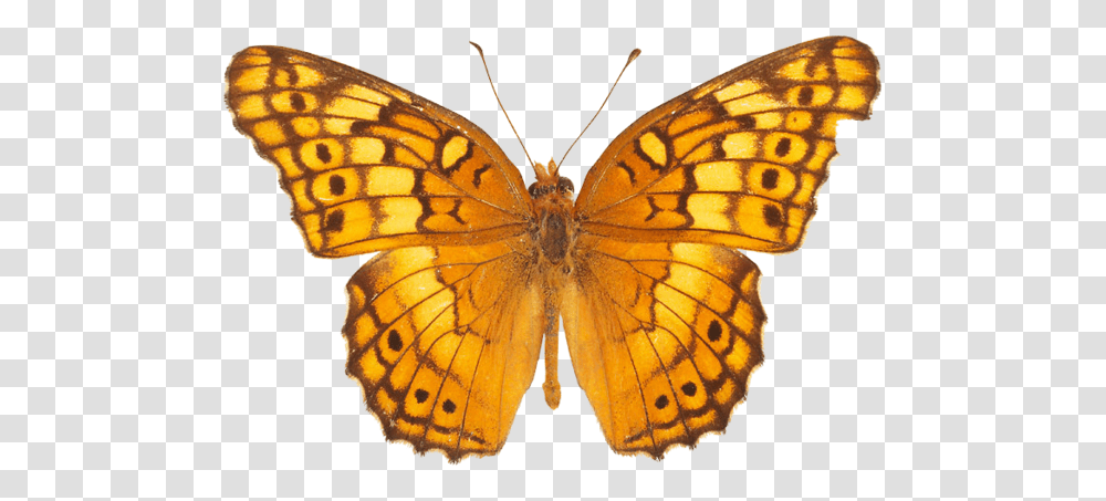 Butterfly, Insect, Invertebrate, Animal, Monarch Transparent Png