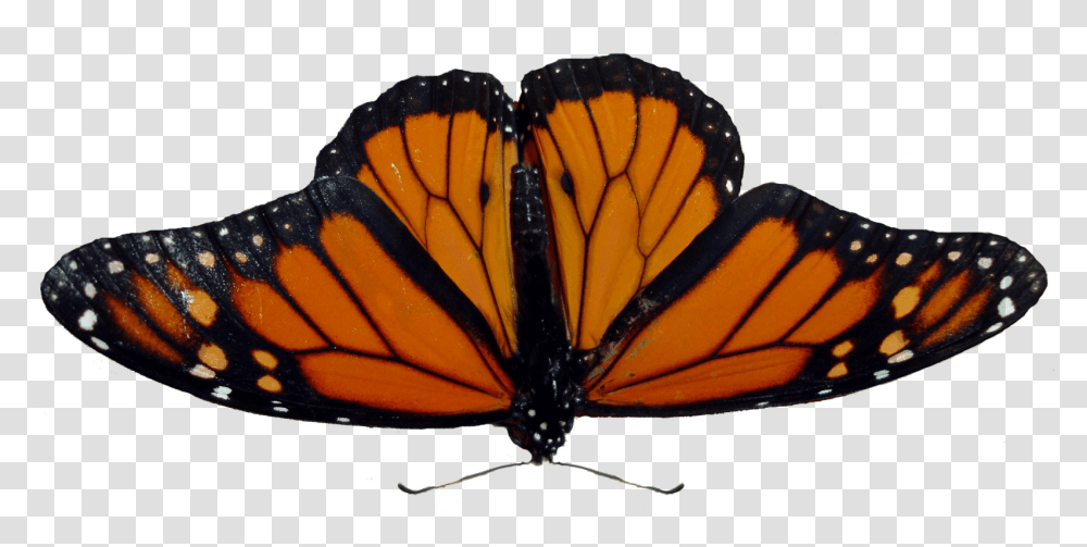 Butterfly, Insect, Invertebrate, Animal, Monarch Transparent Png