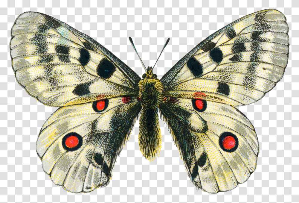 Butterfly, Insect, Invertebrate, Animal, Monarch Transparent Png