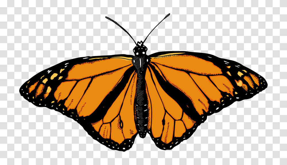 Butterfly, Insect, Invertebrate, Animal, Monarch Transparent Png