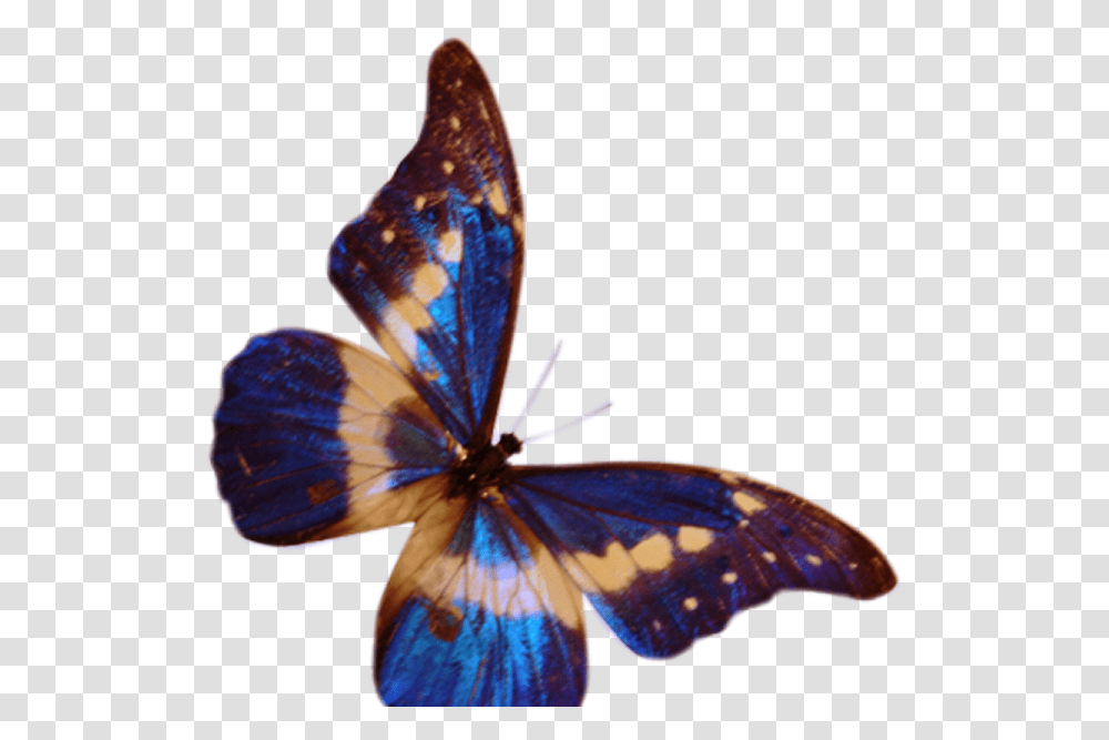 Butterfly, Insect, Invertebrate, Animal, Monarch Transparent Png