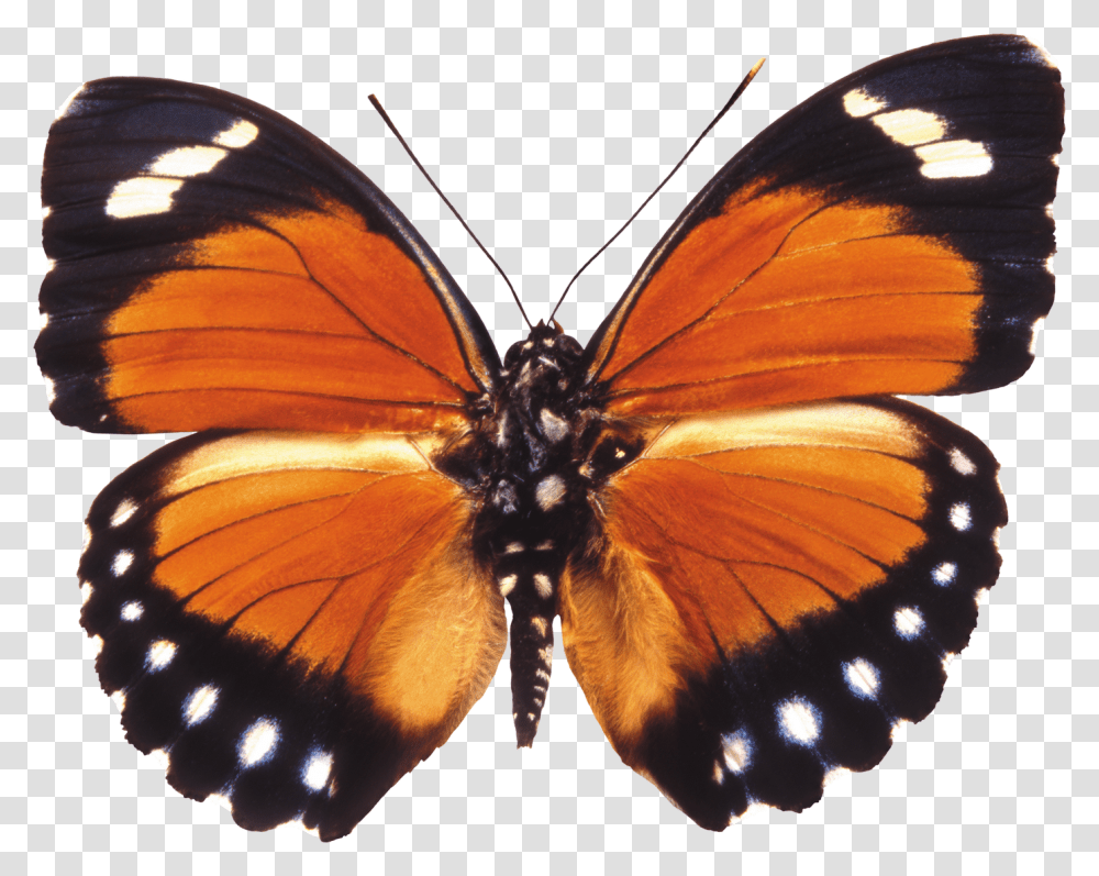 Butterfly, Insect, Invertebrate, Animal, Monarch Transparent Png