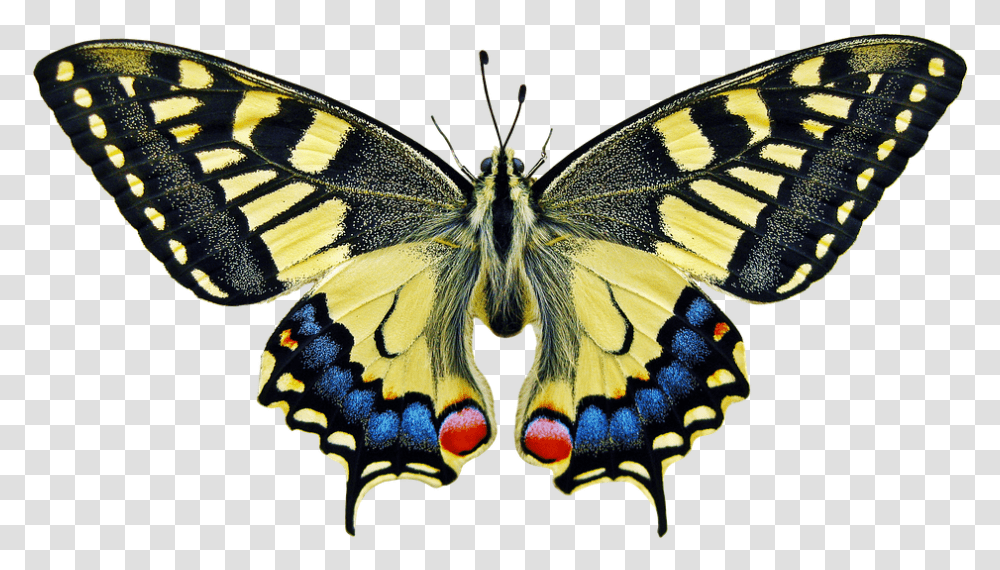 Butterfly Insect, Invertebrate, Animal, Monarch, Wasp Transparent Png
