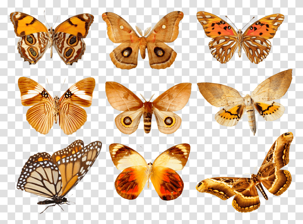 Butterfly, Insect, Invertebrate, Animal, Moth Transparent Png