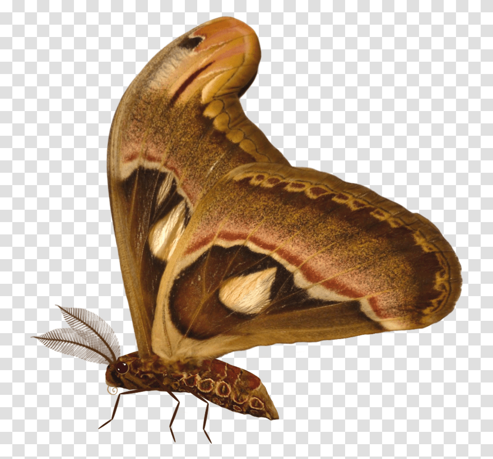 Butterfly, Insect, Invertebrate, Animal, Moth Transparent Png