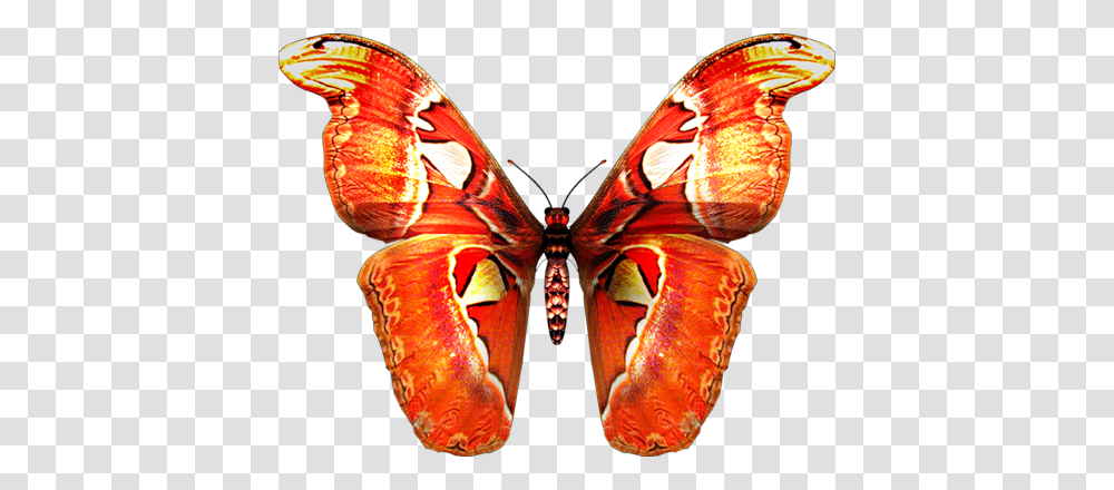 Butterfly, Insect, Invertebrate, Animal, Moth Transparent Png