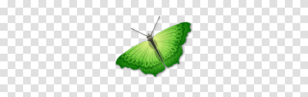 Butterfly, Insect, Invertebrate, Animal, Moth Transparent Png