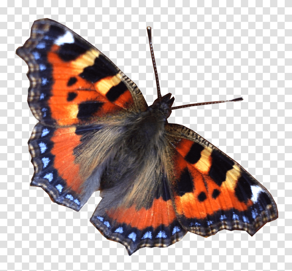 Butterfly, Insect, Invertebrate, Animal, Moth Transparent Png