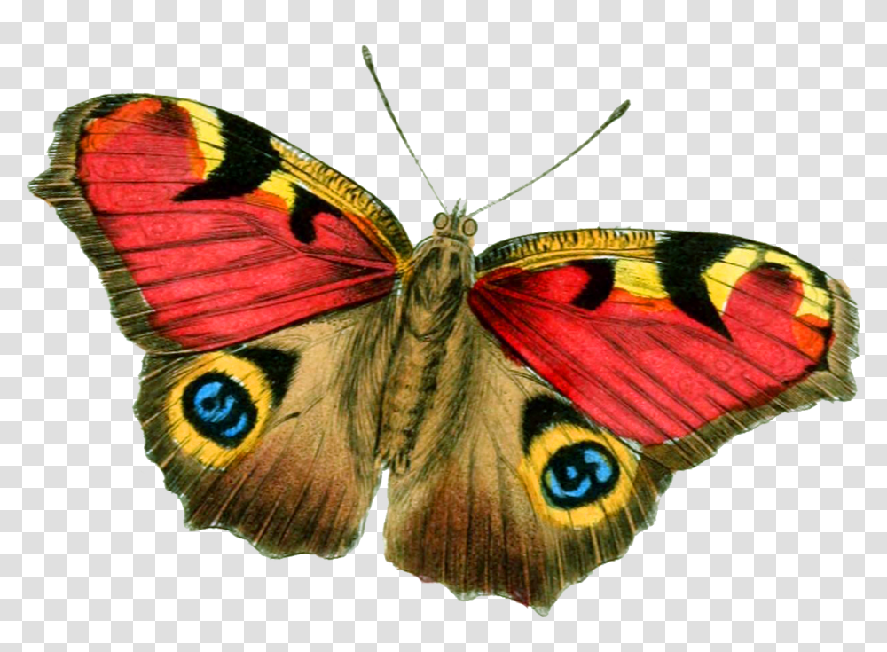 Butterfly, Insect, Invertebrate, Animal, Moth Transparent Png