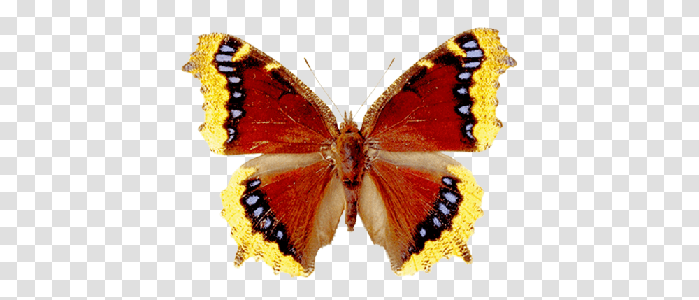 Butterfly, Insect, Invertebrate, Animal, Moth Transparent Png