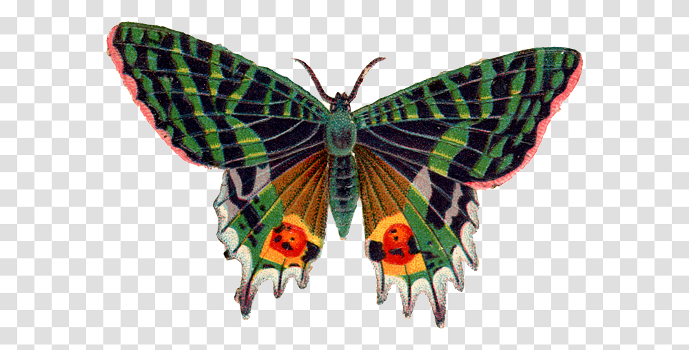 Butterfly, Insect, Invertebrate, Animal, Moth Transparent Png