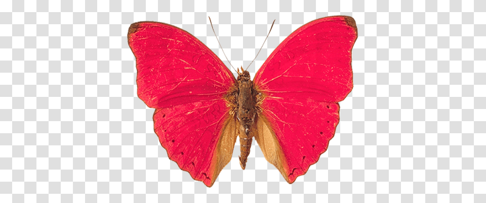 Butterfly, Insect, Invertebrate, Animal, Moth Transparent Png