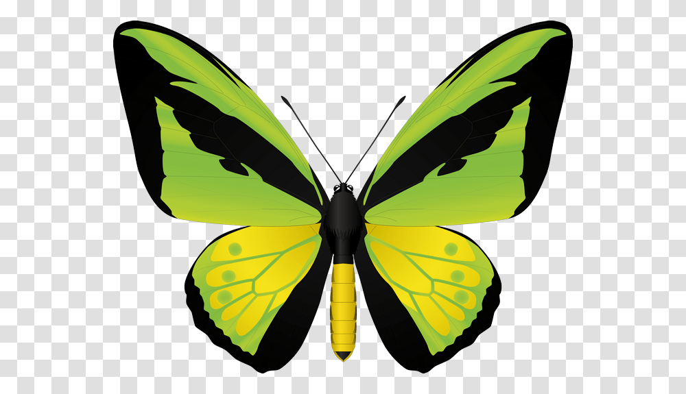 Butterfly, Insect, Invertebrate, Animal, Pattern Transparent Png