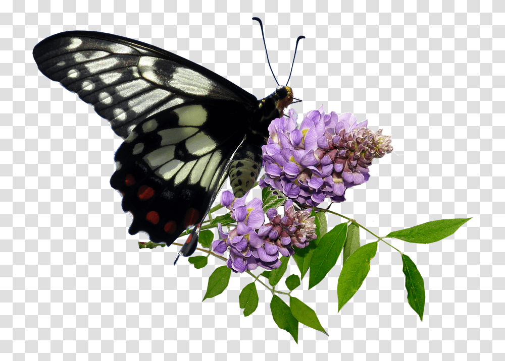 Butterfly, Insect, Invertebrate, Animal, Plant Transparent Png