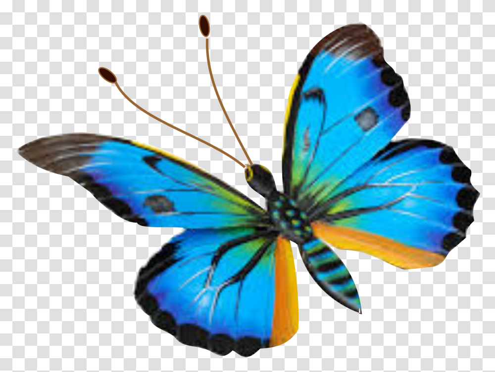 Butterfly, Insect, Invertebrate, Animal Transparent Png