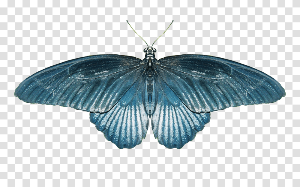 Butterfly, Insect, Invertebrate, Animal, Turtle Transparent Png