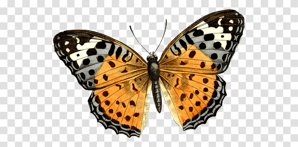 Butterfly, Insect, Monarch, Invertebrate, Animal Transparent Png