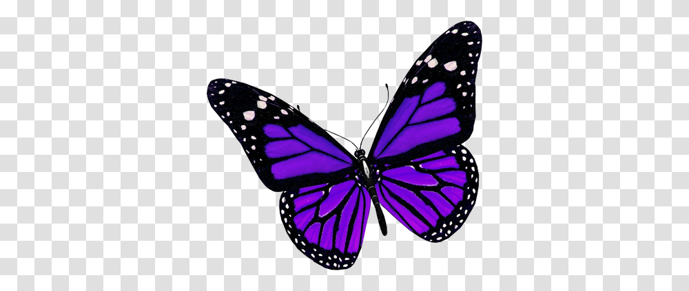 Butterfly, Insect, Monarch, Invertebrate, Animal Transparent Png