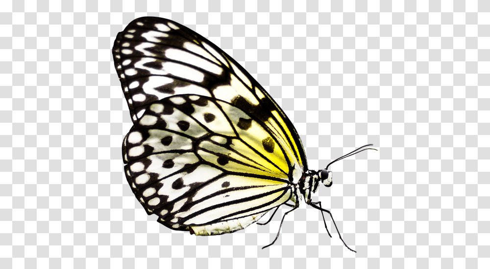 Butterfly Insect Wing Nature Flying Probe Butterfly, Invertebrate, Animal, Monarch, Lamp Transparent Png