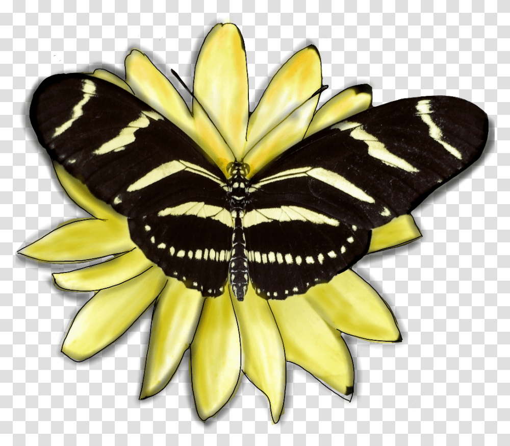 Butterfly Insect Wings Yellow Black Flower Edited Lycaenid, Plant, Banana, Fruit, Food Transparent Png