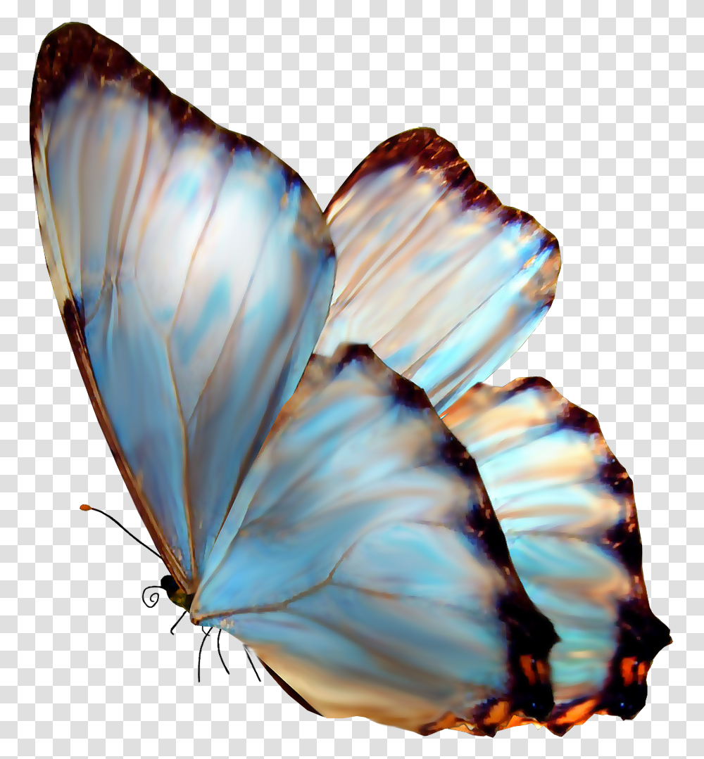 Butterfly, Invertebrate, Animal, Insect, Bird Transparent Png