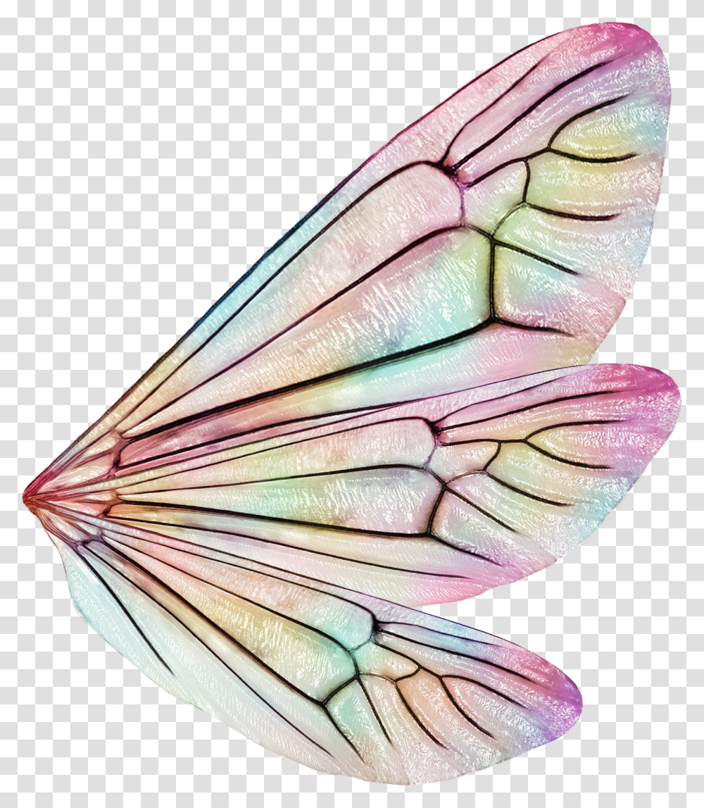 Butterfly, Invertebrate, Animal, Insect, Petal Transparent Png