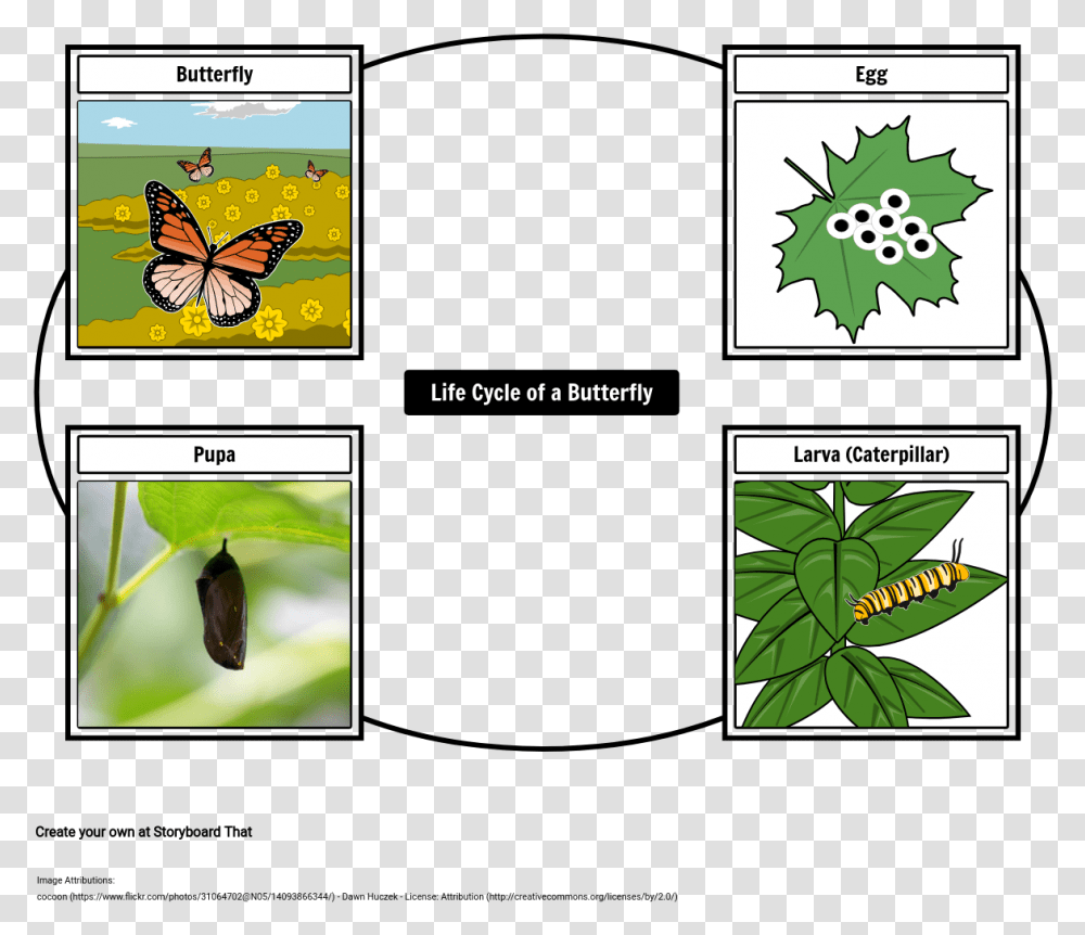 Butterfly Life Cycle Storyboard, Leaf, Plant, Tree, Animal Transparent Png