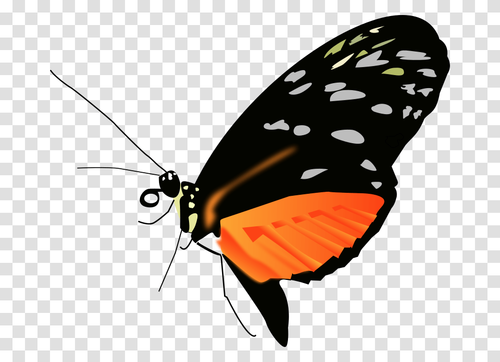 Butterfly Light, Animals, Insect, Invertebrate, Food Transparent Png
