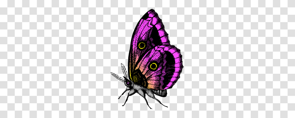 Butterfly Line Art Computer Icons, Animal, Insect, Invertebrate, Purple Transparent Png