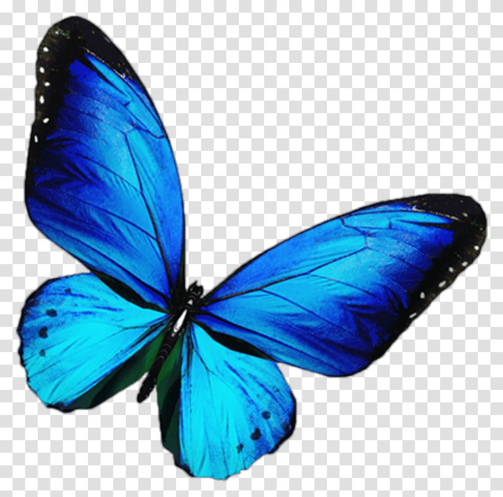 Butterfly Mariposa Blue Blue Butterfly, Insect, Invertebrate, Animal, Monarch Transparent Png