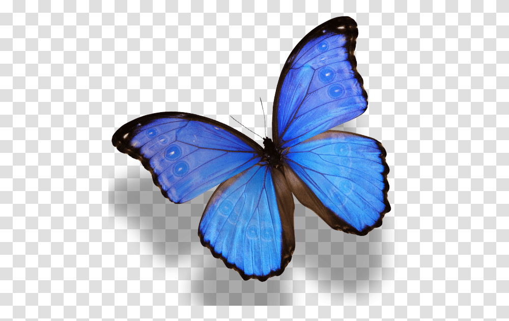 Butterfly Monarch Amathonte Menelaus Morpho Image Morpho Butterfly, Insect, Invertebrate, Animal Transparent Png