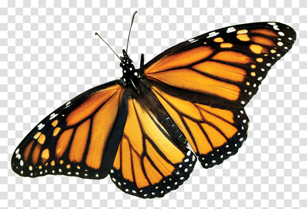 Butterfly Monarch Butterfly Background, Insect, Invertebrate, Animal Transparent Png
