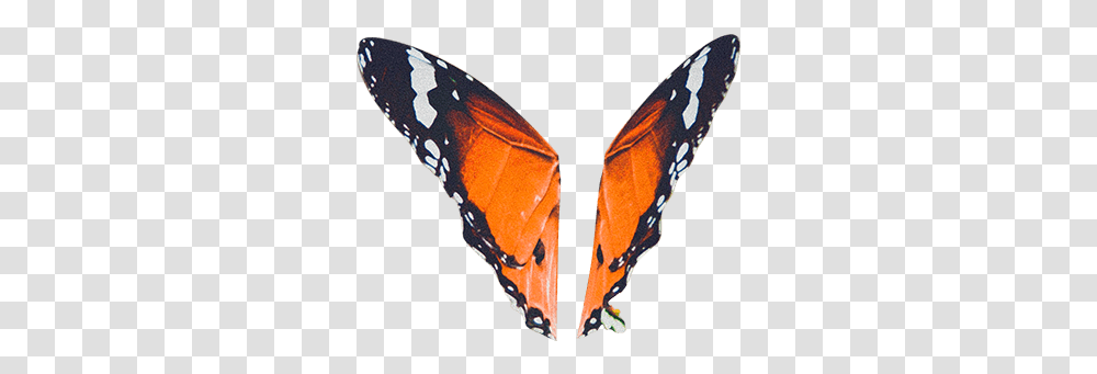 Butterfly Monarch Butterfly, Insect, Invertebrate, Animal, Moth Transparent Png
