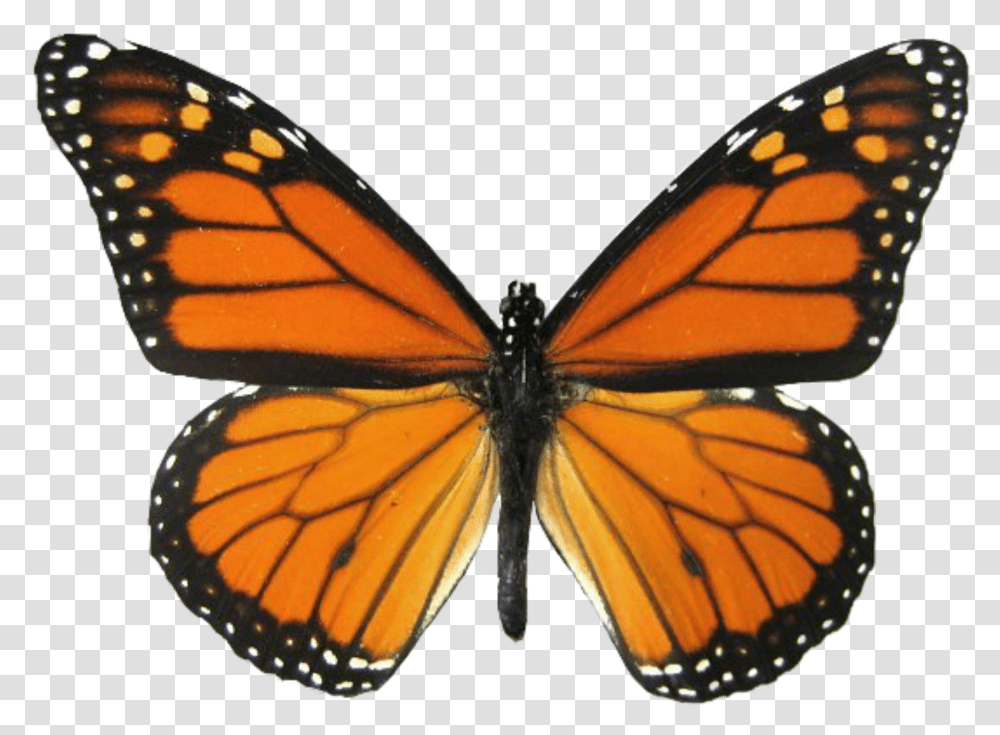 Butterfly Monarchbutterfly Monarch Orange Insect Real Monarch Butterfly Wings, Invertebrate, Animal Transparent Png