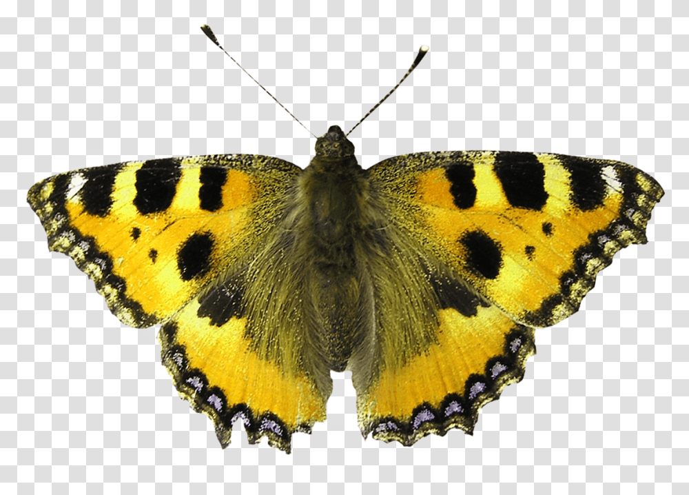 Butterfly Moth, Insect, Invertebrate, Animal, Monarch Transparent Png