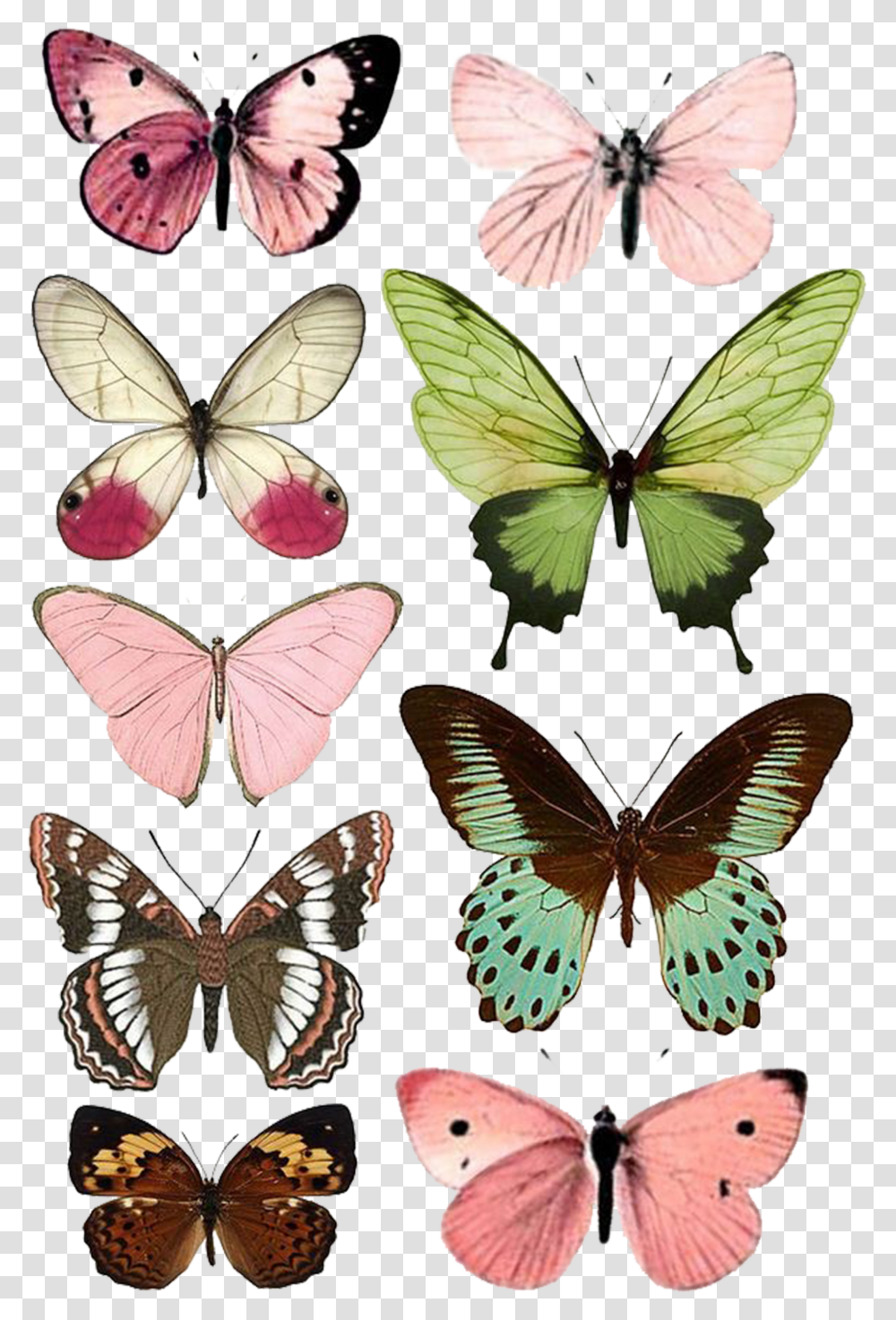 Butterfly Moth Insect Paper Printing Free Download Butterflies To Print Transparent Png