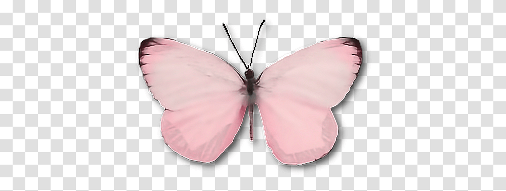 Butterfly Moth Insect Pink Cute Wings Aesthetic Light Pink Butterfly, Invertebrate, Animal, Person, Human Transparent Png