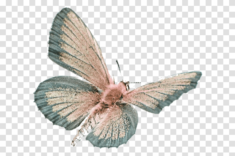 Butterfly Moth Moodboard Filler Aesthetic Cyaniris, Insect, Invertebrate, Animal, Bird Transparent Png