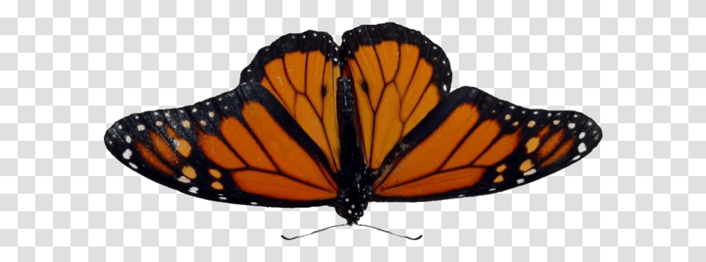 Butterfly Moth Moodboard Filler Moodboardfiller Angangueo, Monarch, Insect, Invertebrate, Animal Transparent Png