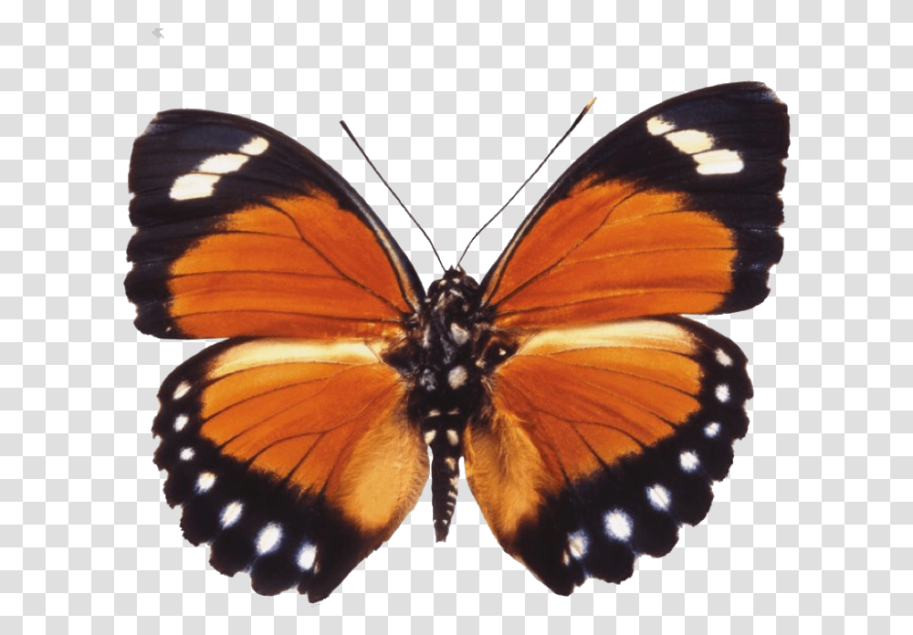 Butterfly Moth Moodboard Filler Moodboardfiller Orange Moth, Insect, Invertebrate, Animal, Monarch Transparent Png