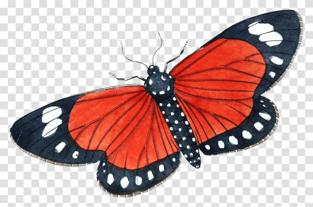 Butterfly Moth Vintage Art Free Stock Tiger Milkweed Butterflies, Insect, Invertebrate, Animal, Monarch Transparent Png