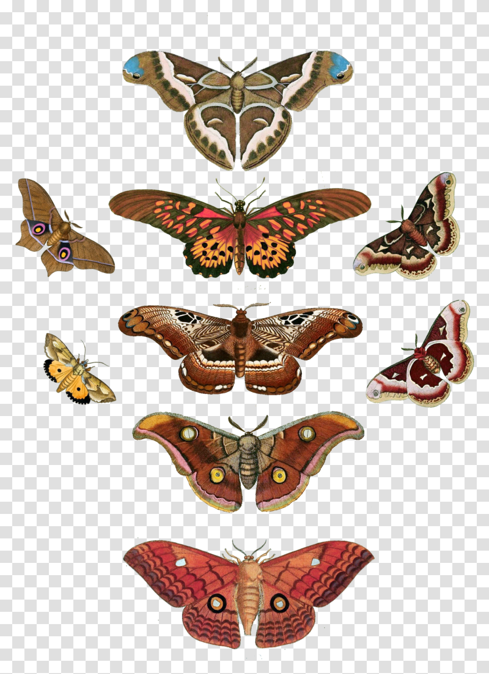 Butterfly Moth Vintage Free Stock Butterfly, Insect, Invertebrate, Animal, Honey Bee Transparent Png