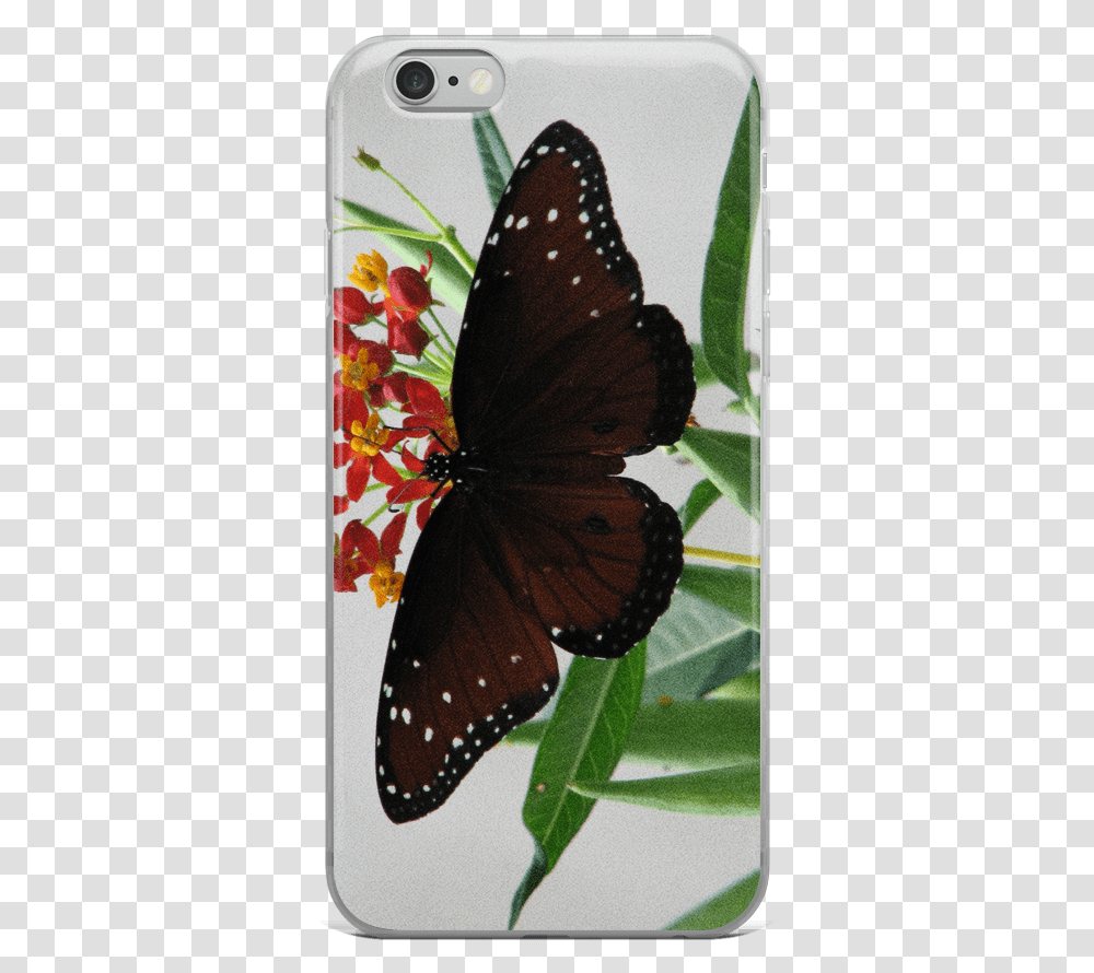 Butterfly Net, Insect, Invertebrate, Animal, Monarch Transparent Png