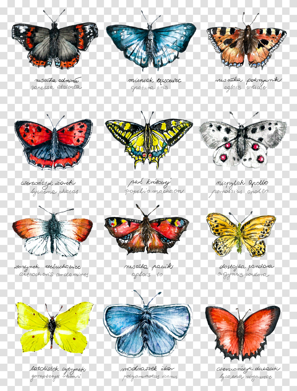 Butterfly Net, Insect, Invertebrate, Animal, Rug Transparent Png